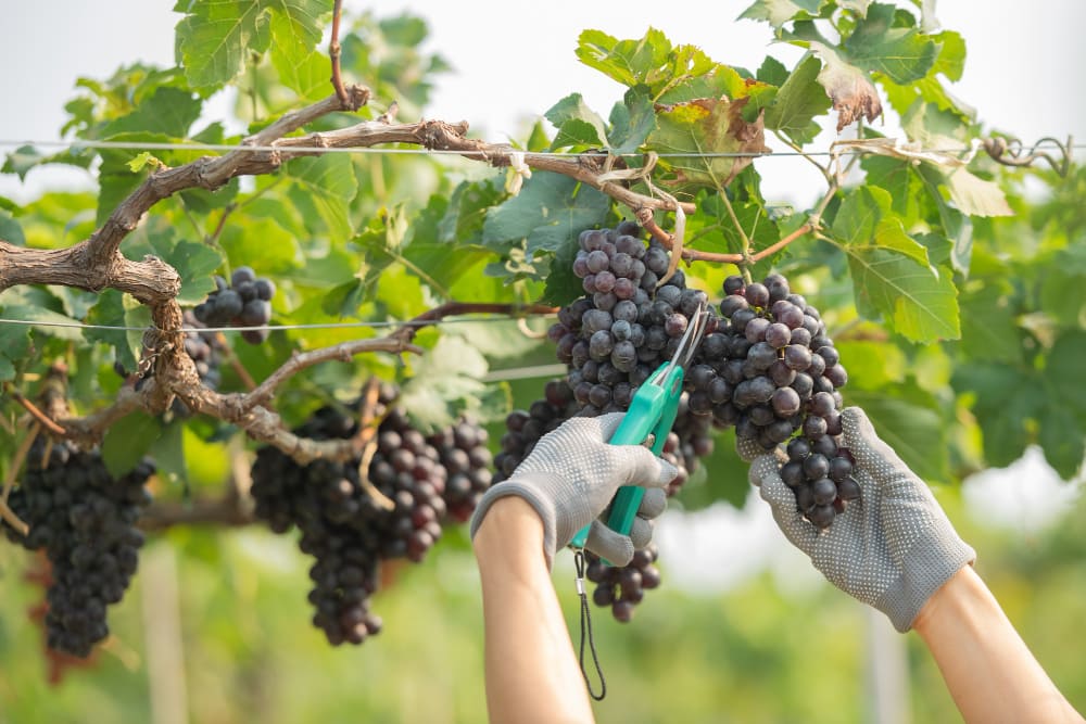 Harvesting ripe grapes using electric pruning shears in vineyard with lush green foliage during harvest season